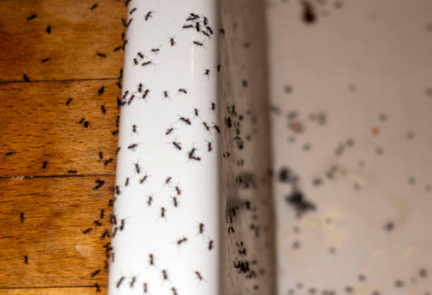 Best Termite Control Services  in Paw Paw, MI